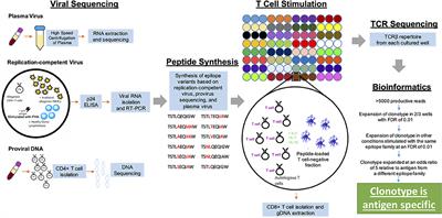 A T Cell Receptor Sequencing-Based Assay Identifies Cross-Reactive Recall CD8+ T Cell Clonotypes Against Autologous HIV-1 Epitope Variants